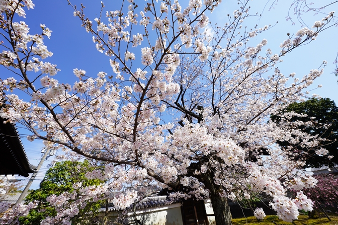 桜_2021_18　上品蓮台寺　No21