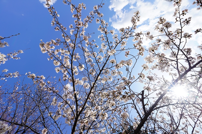 桜_2021_18　上品蓮台寺　No22