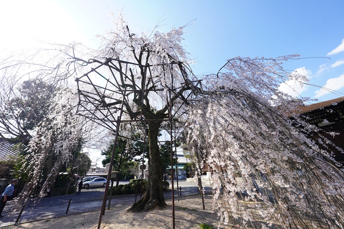 桜_2021_19　千本釈迦堂　No4