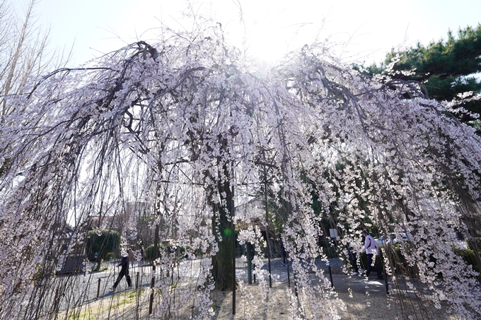 桜_2021_19　千本釈迦堂　No5