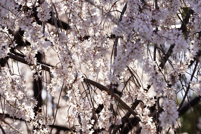 桜_2021_19　千本釈迦堂　No9