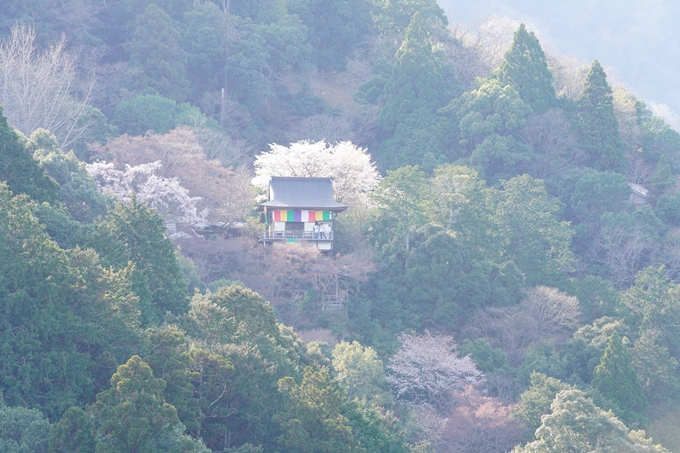 桜_2021_20嵐山公園　No3