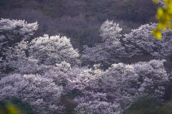 桜_2021_20嵐山公園　No6