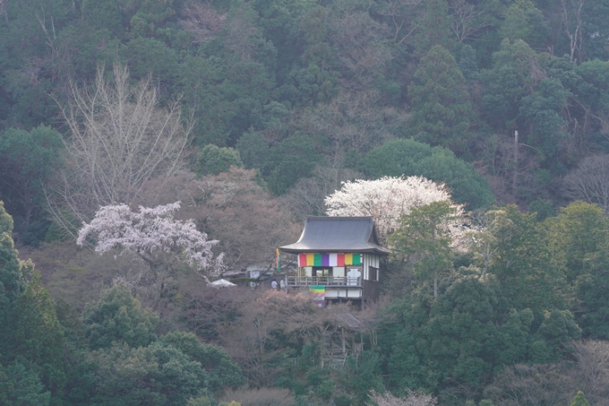 桜_2021_20嵐山公園　No7