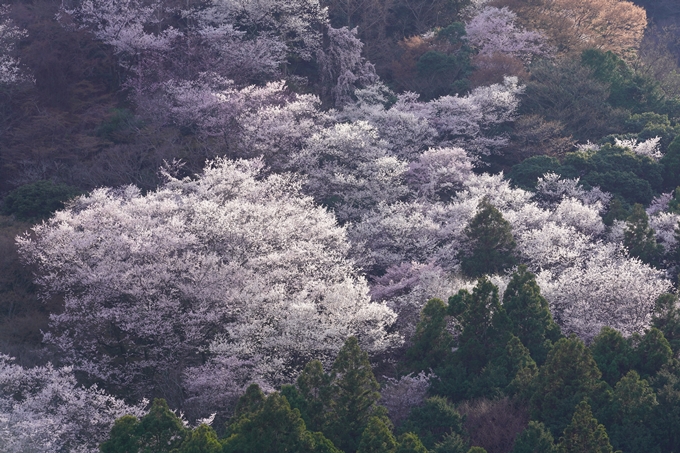 桜_2021_20嵐山公園　No8