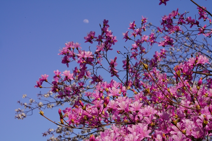 桜_2021_20嵐山公園　No9