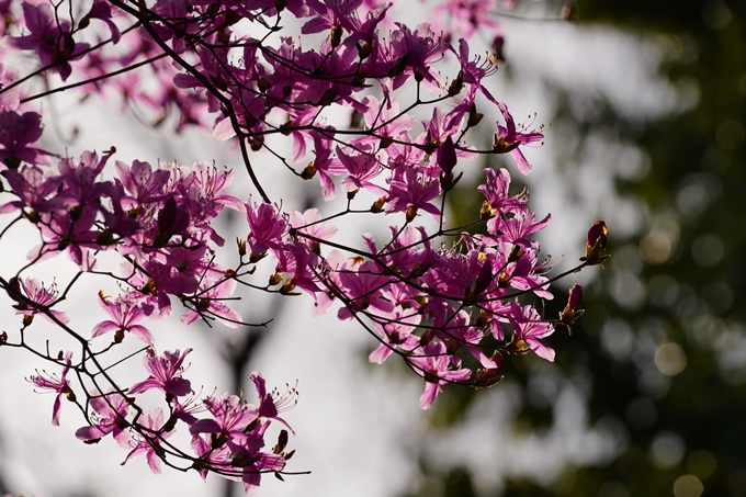 桜_2021_20嵐山公園　No10