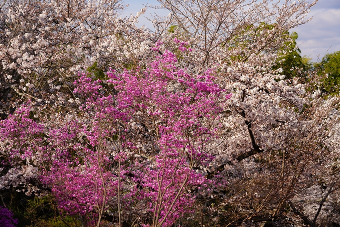 桜_2021_20嵐山公園　No11