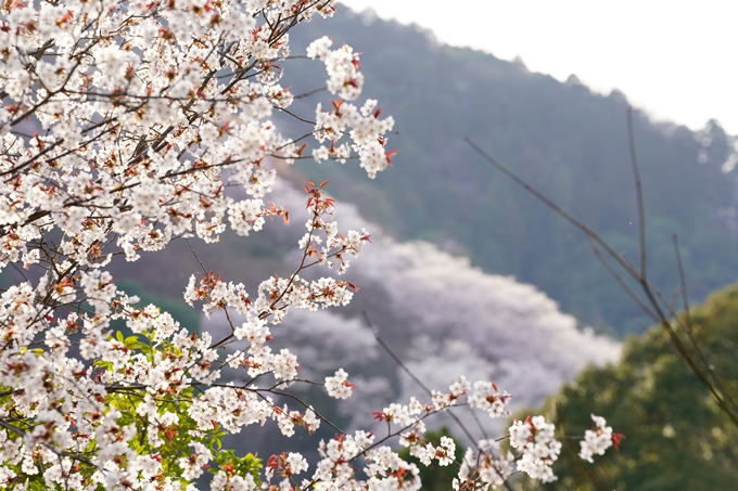 桜_2021_20嵐山公園　No12