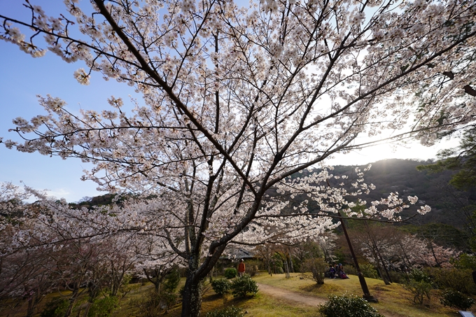 桜_2021_20嵐山公園　No13