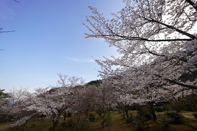 桜_2021_20嵐山公園　No14