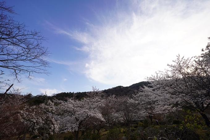 桜_2021_20嵐山公園　No15