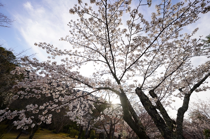 桜_2021_20嵐山公園　No16