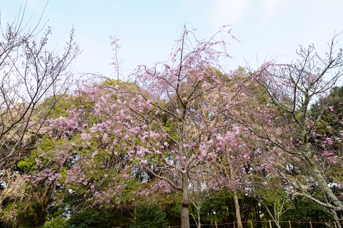 桜_2021_20嵐山公園　No17