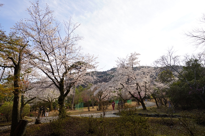 桜_2021_20嵐山公園　No18