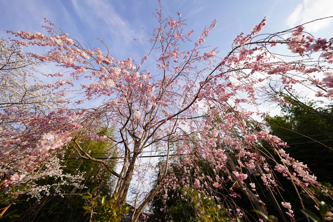 桜_2021_20嵐山公園　No20