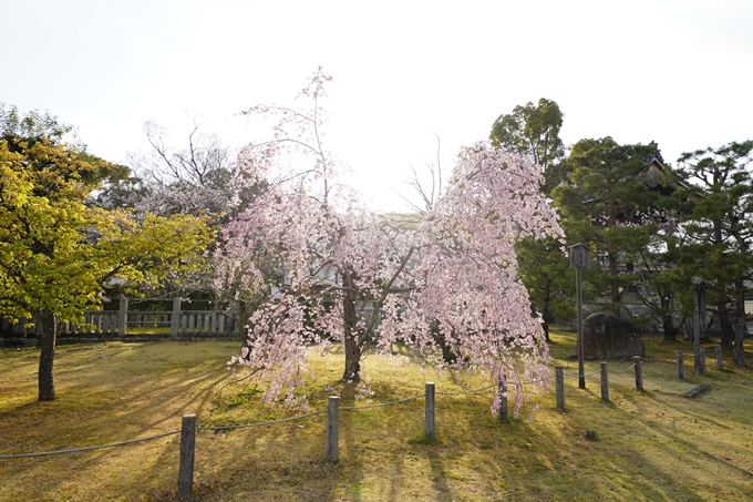 桜_2021_21　嵯峨釈迦堂　No5