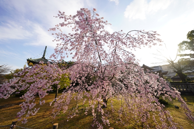 桜_2021_21　嵯峨釈迦堂　No6