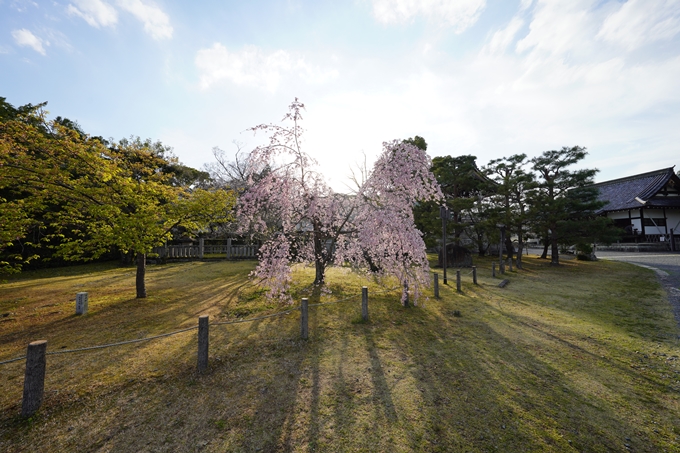 桜_2021_21　嵯峨釈迦堂　No7