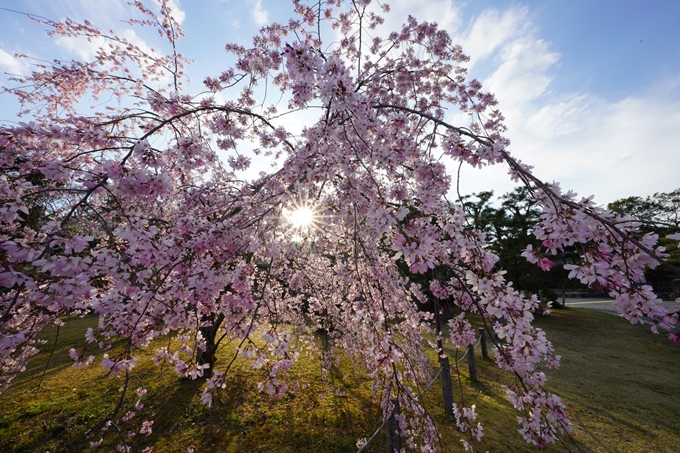 桜_2021_21　嵯峨釈迦堂　No15