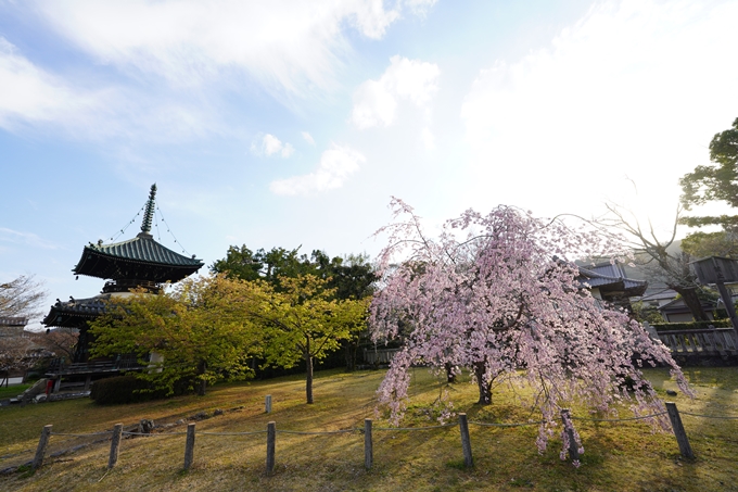 桜_2021_21　嵯峨釈迦堂　No9