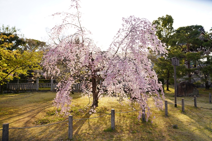 桜_2021_21　嵯峨釈迦堂　No11