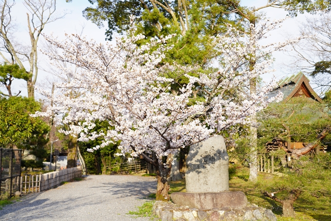 桜_2021_21　嵯峨釈迦堂　No12