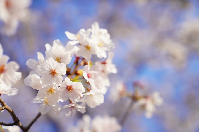 桜_2021_21　嵯峨釈迦堂　No13