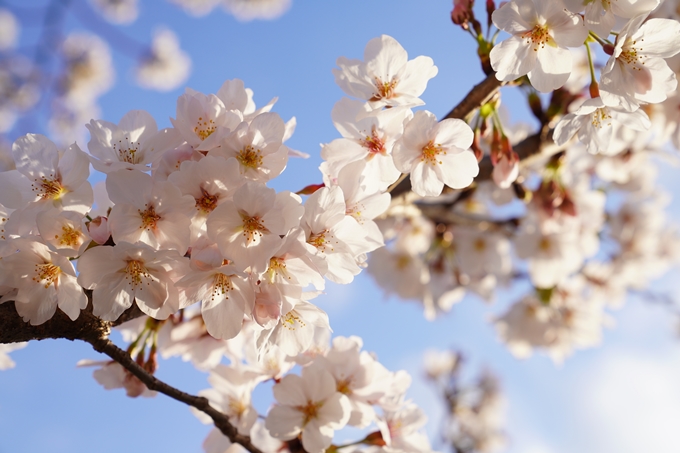 桜_2021_21　嵯峨釈迦堂　No14