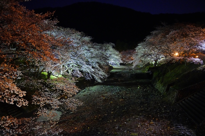 桜_2021_23　七谷川_ライトアップ　No7