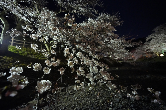 桜_2021_23　七谷川_ライトアップ　No12