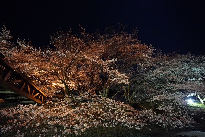 桜_2021_23　七谷川_ライトアップ　No15