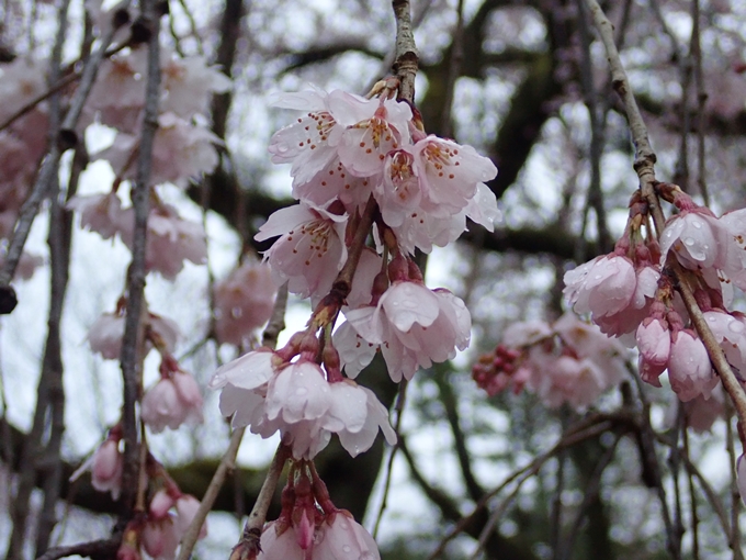 桜_2021_06 出水の桜　No13