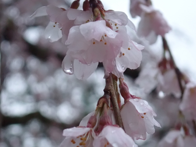 桜_2021_06 出水の桜　No14