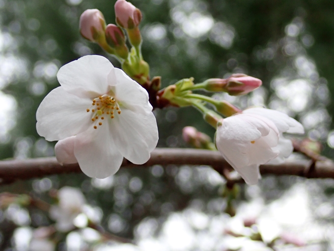 桜_2021_07　ソメイヨシノ　No12