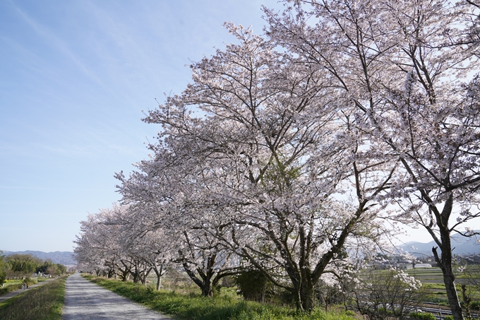 桜_2021_46　大堰川堤防_02　No2