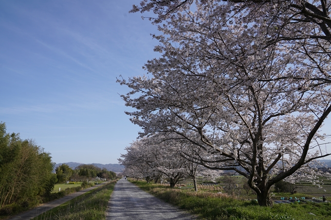 桜_2021_46　大堰川堤防_02　No3