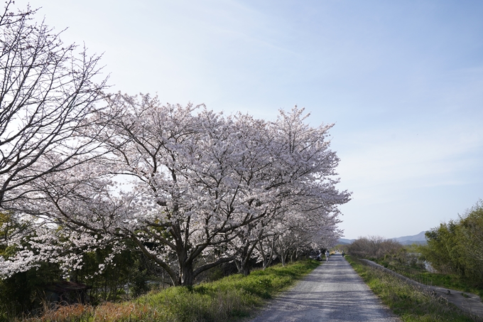 桜_2021_46　大堰川堤防_02　No5