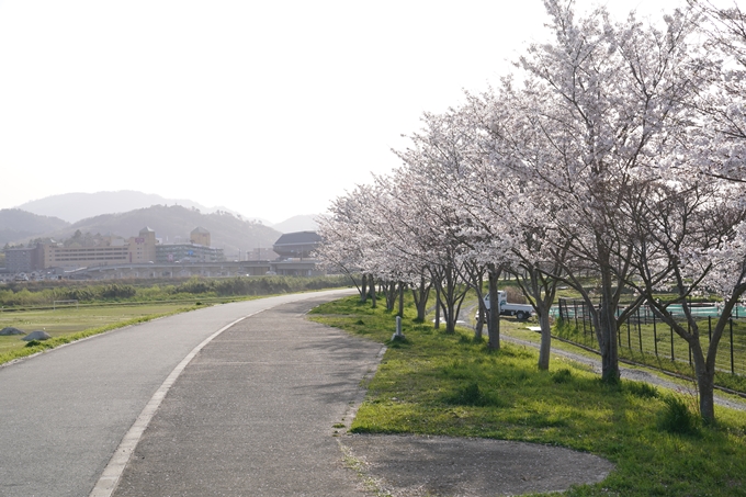 桜_2021_47　保津川堤防　No2