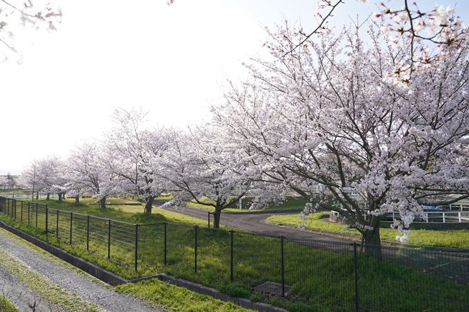 桜_2021_47　保津川堤防　No3