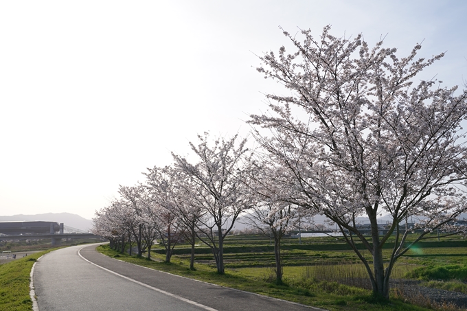 桜_2021_47　保津川堤防　No4