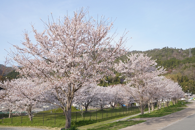 桜_2021_47　保津川堤防　No5