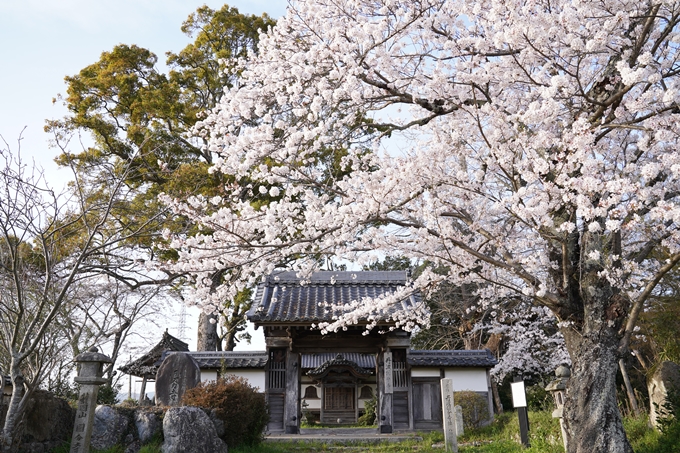 桜_2021_48　丹波国分寺跡_02　No3