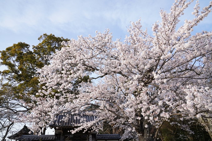 桜_2021_48　丹波国分寺跡_02　No4