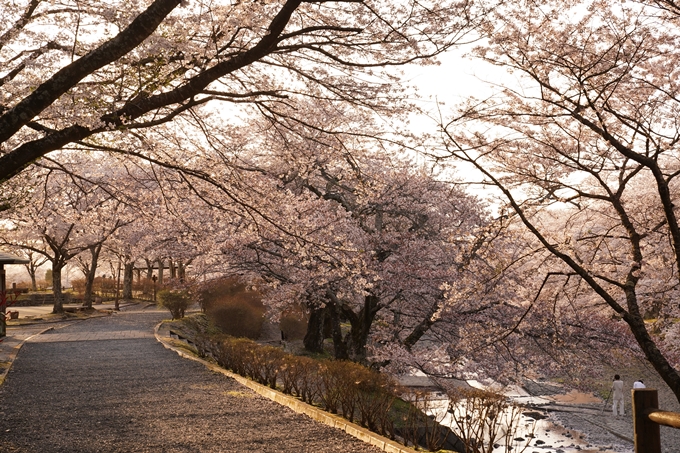 桜_2021_49　七谷川_02　No13