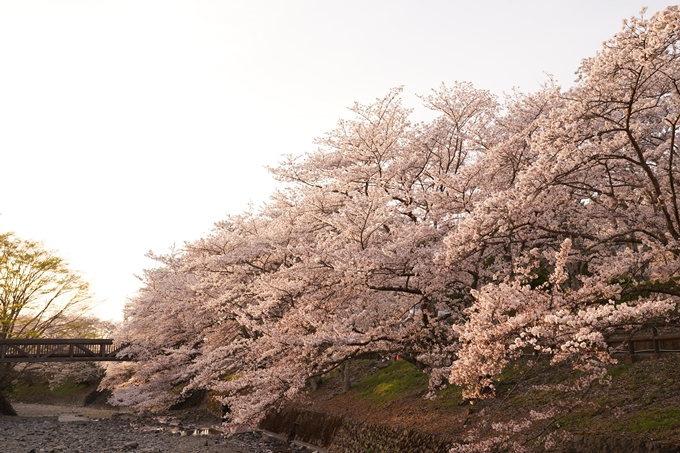 桜_2021_49　七谷川_02　No14