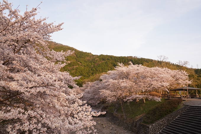 桜_2021_49　七谷川_02　No15