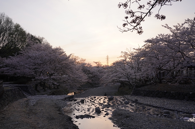 桜_2021_49　七谷川_02　No22