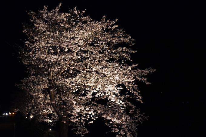 桜_2021_24　水鳥のみち_ライトアップ　No8