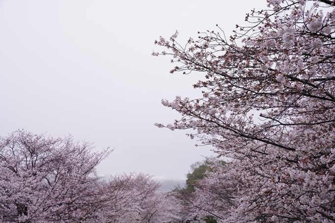 桜_2021_25　インクライン_南禅寺_哲学の道　No2